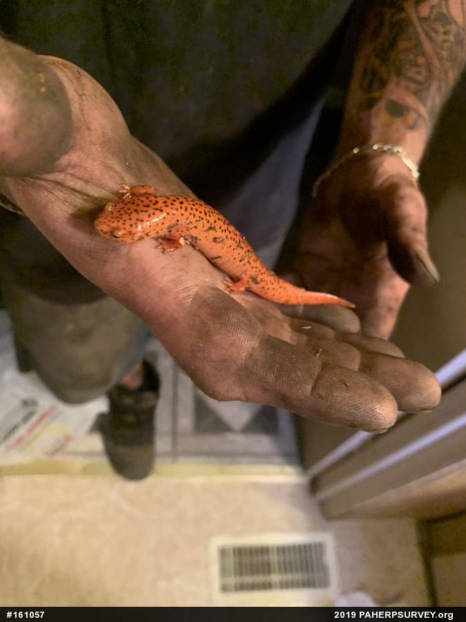 Northern Red Salamander