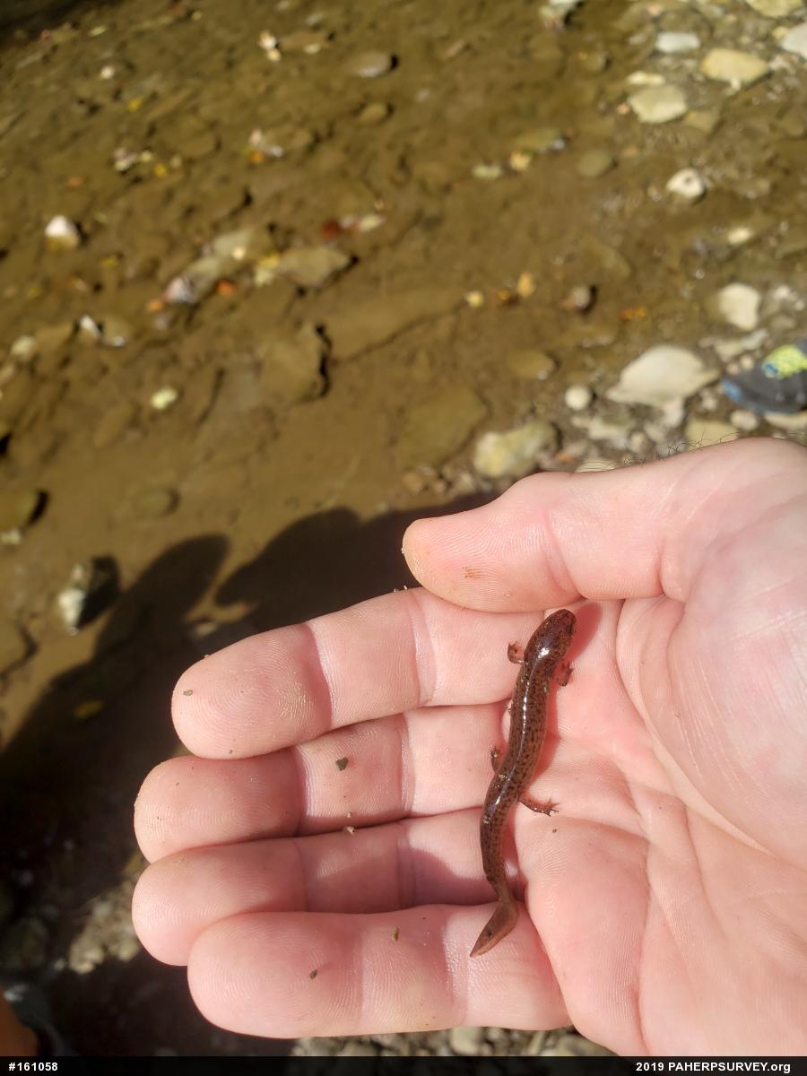 Northern Red Salamander