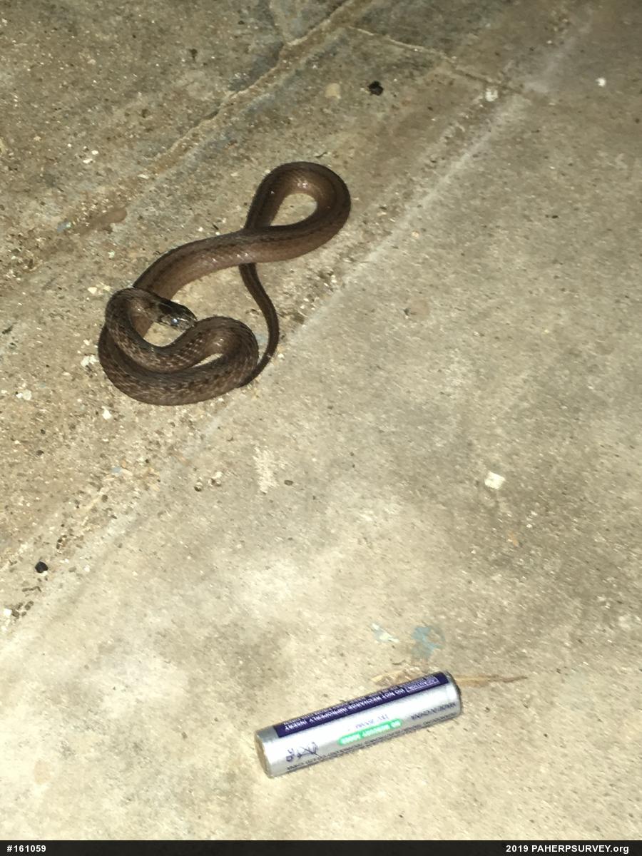 Dekay's Brownsnake