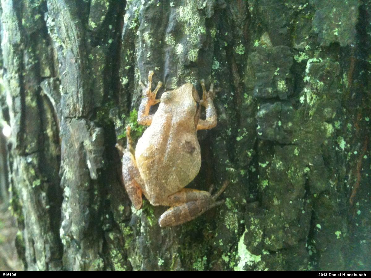 Spring Peeper