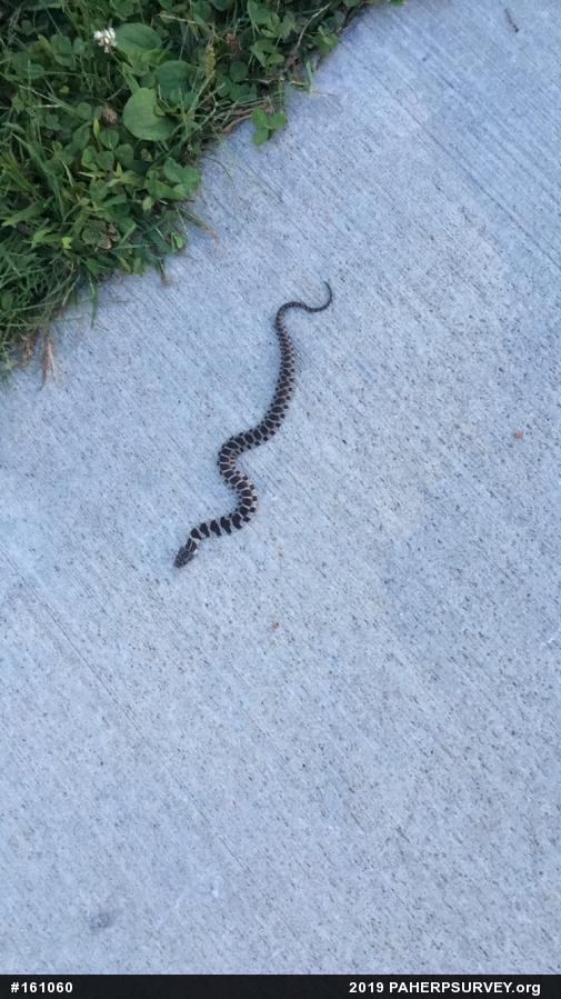 Northern Watersnake