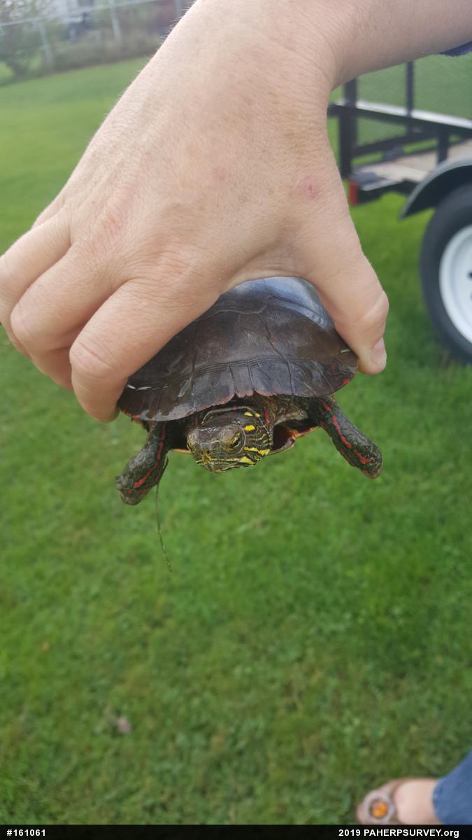 Painted Turtle