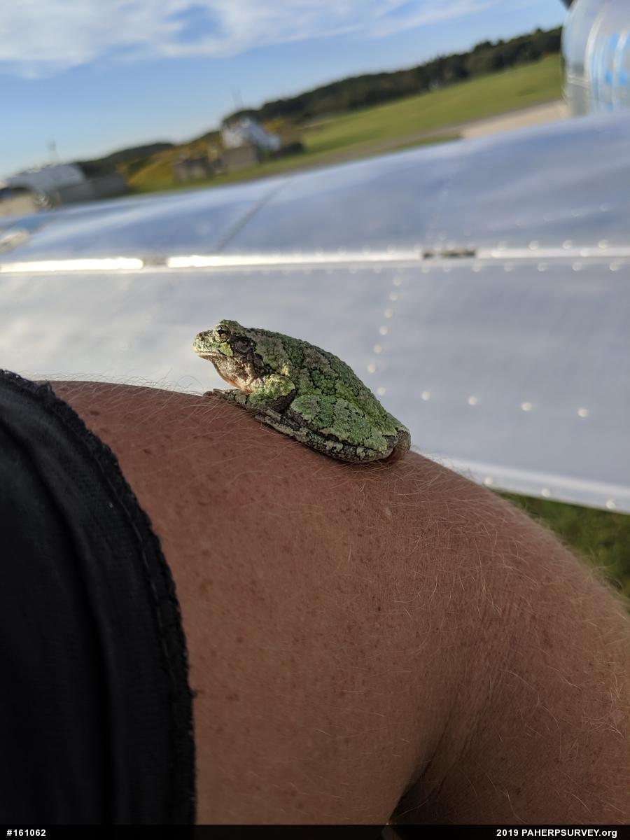 Unknown Gray Treefrog
