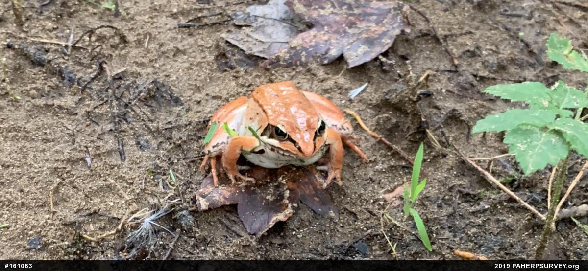 Wood Frog