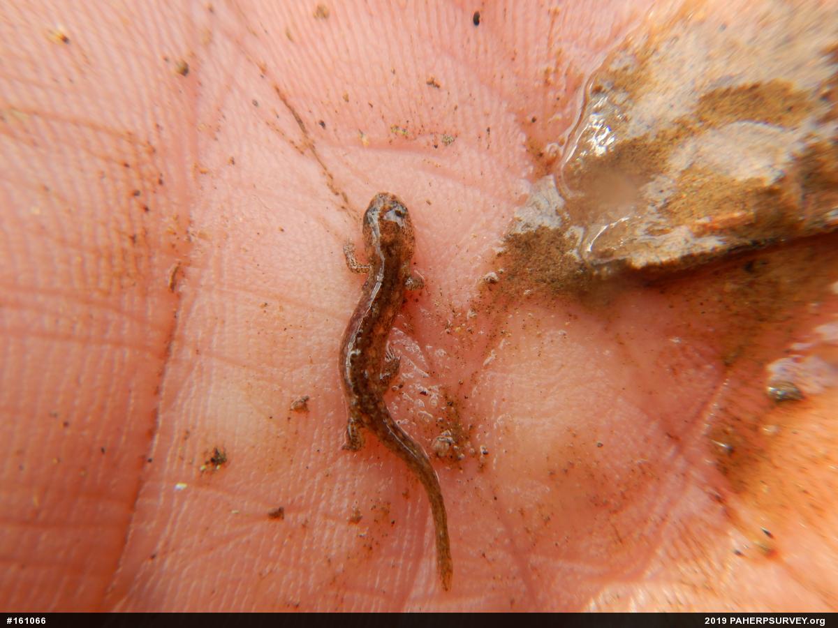 Northern Dusky Salamander