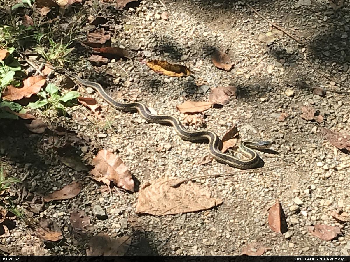 Eastern Gartersnake