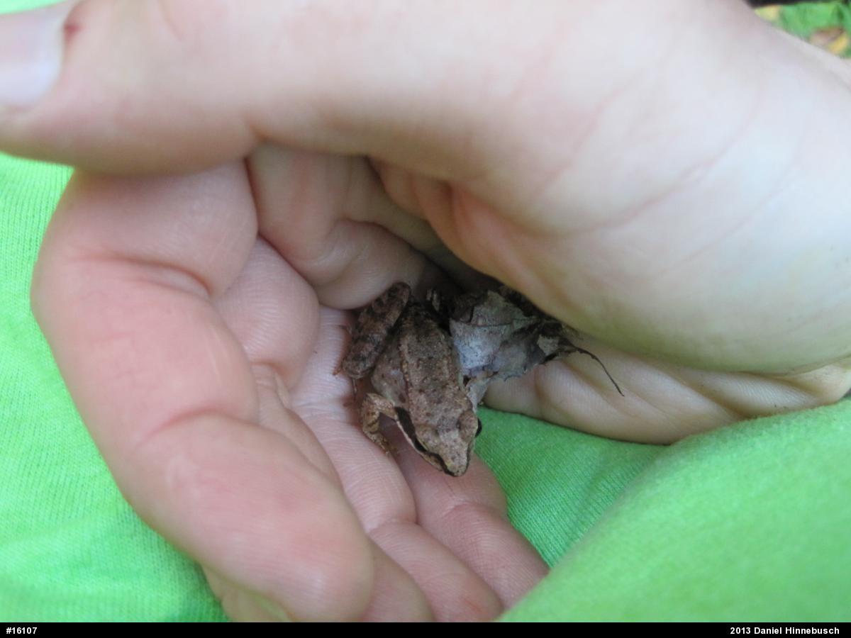 Wood Frog