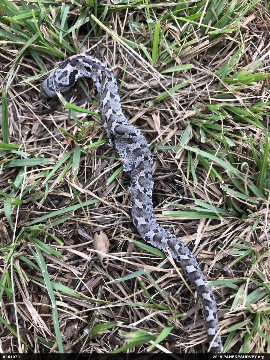 Eastern Hog-nosed Snake