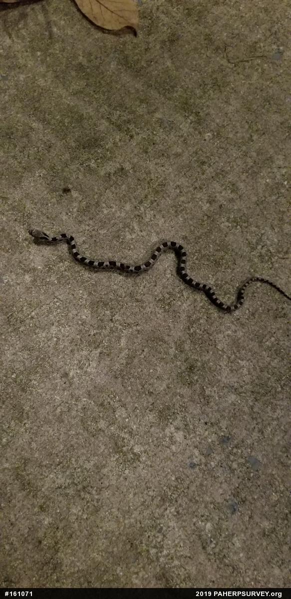 Eastern Ratsnake