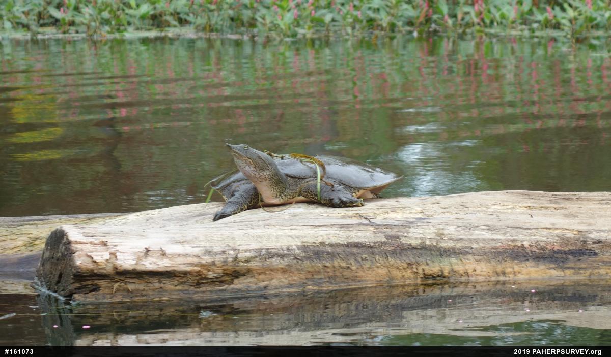 Eastern Spiny Softshell