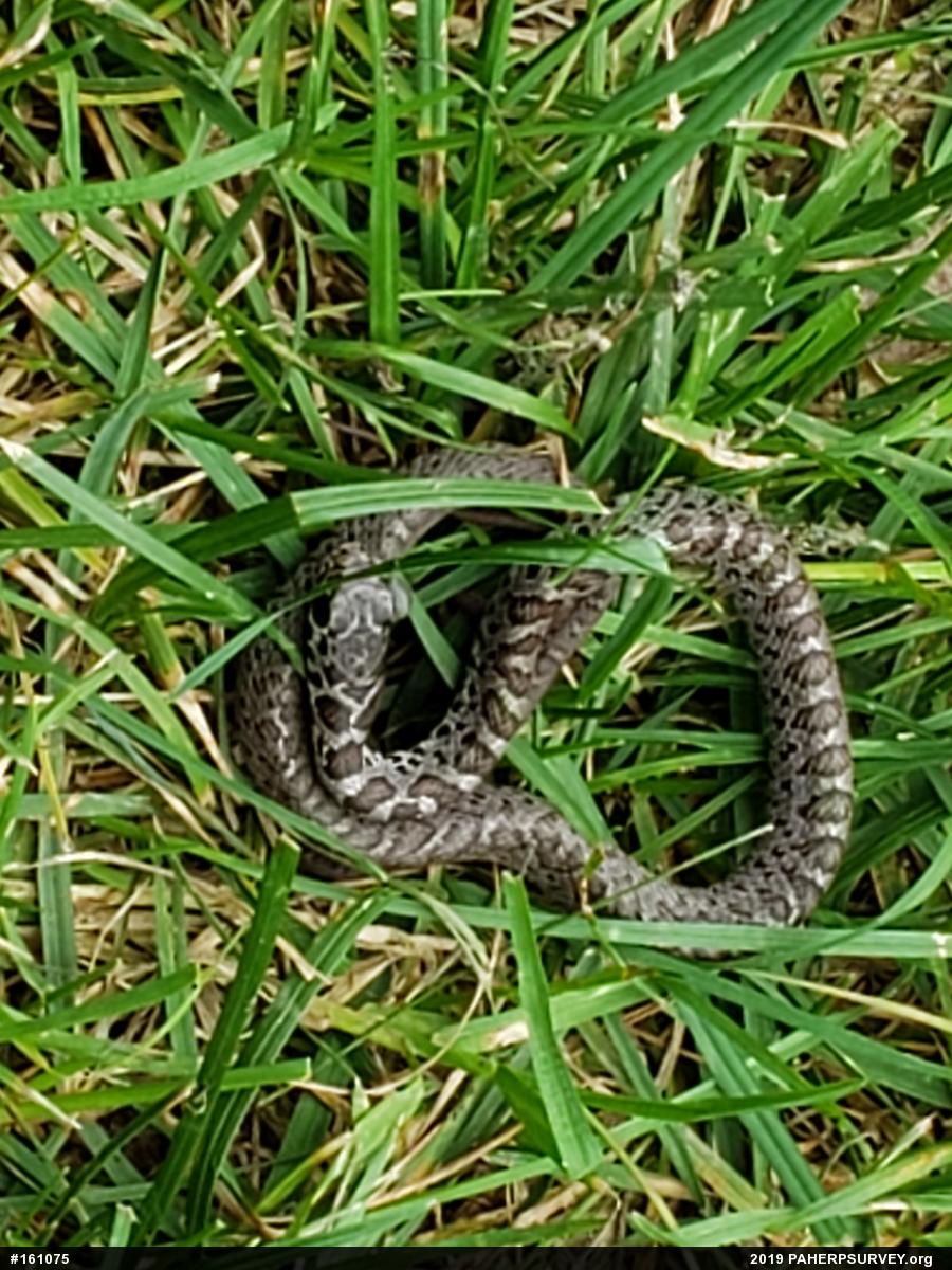 Northern Black Racer