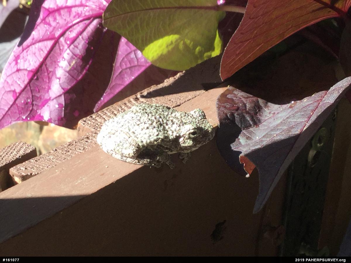Unknown Gray Treefrog