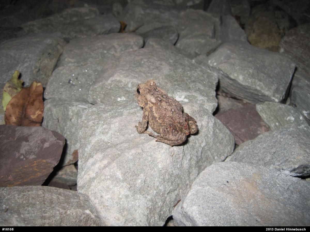 Eastern American Toad