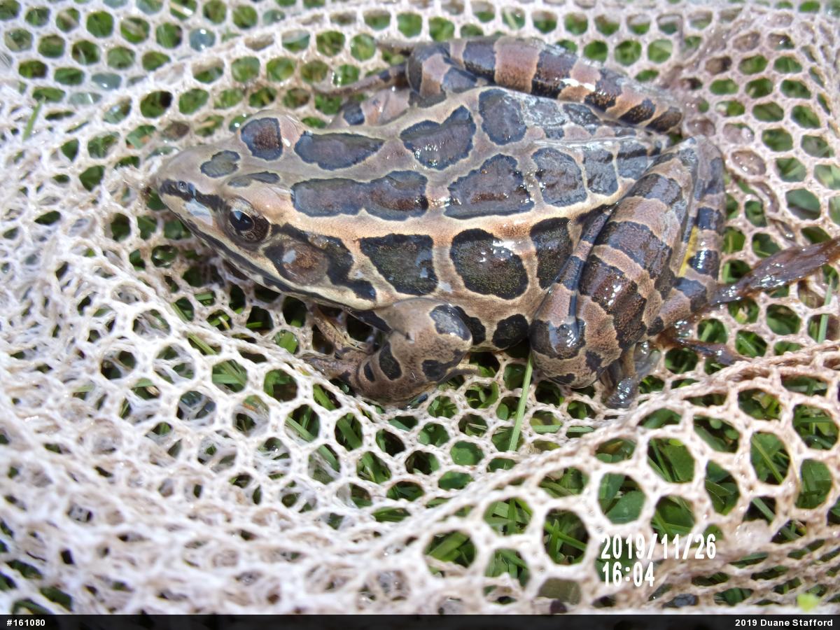 Pickerel Frog