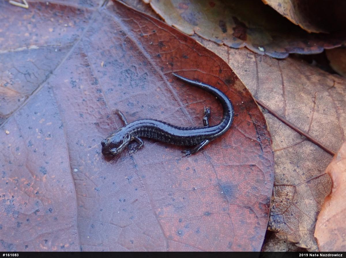 Eastern Red-backed  Salamander