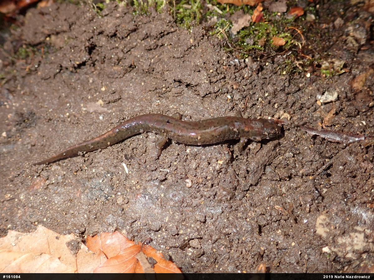 Northern Dusky Salamander