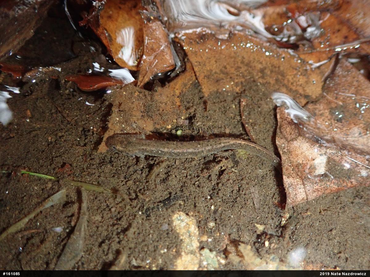 Northern Two-lined Salamander