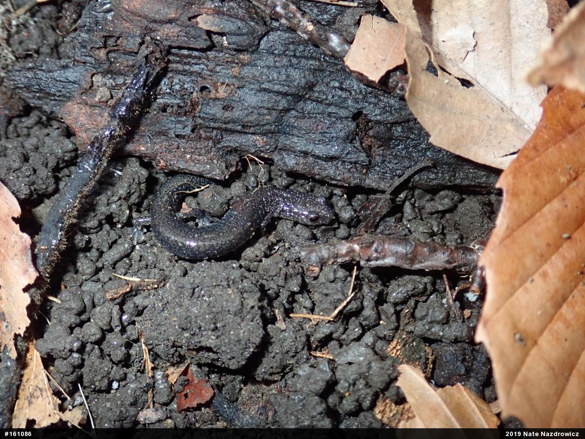 Eastern Red-backed  Salamander