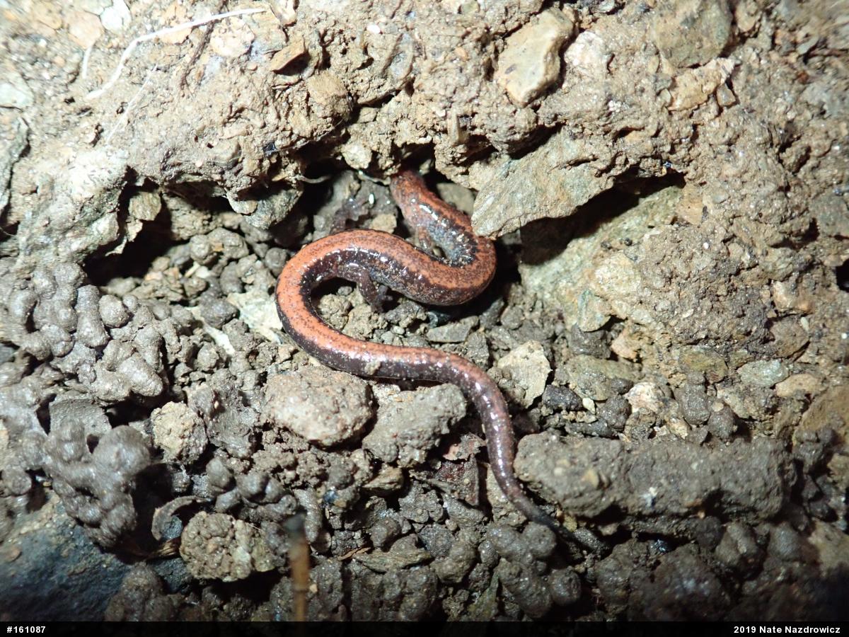 Eastern Red-backed  Salamander