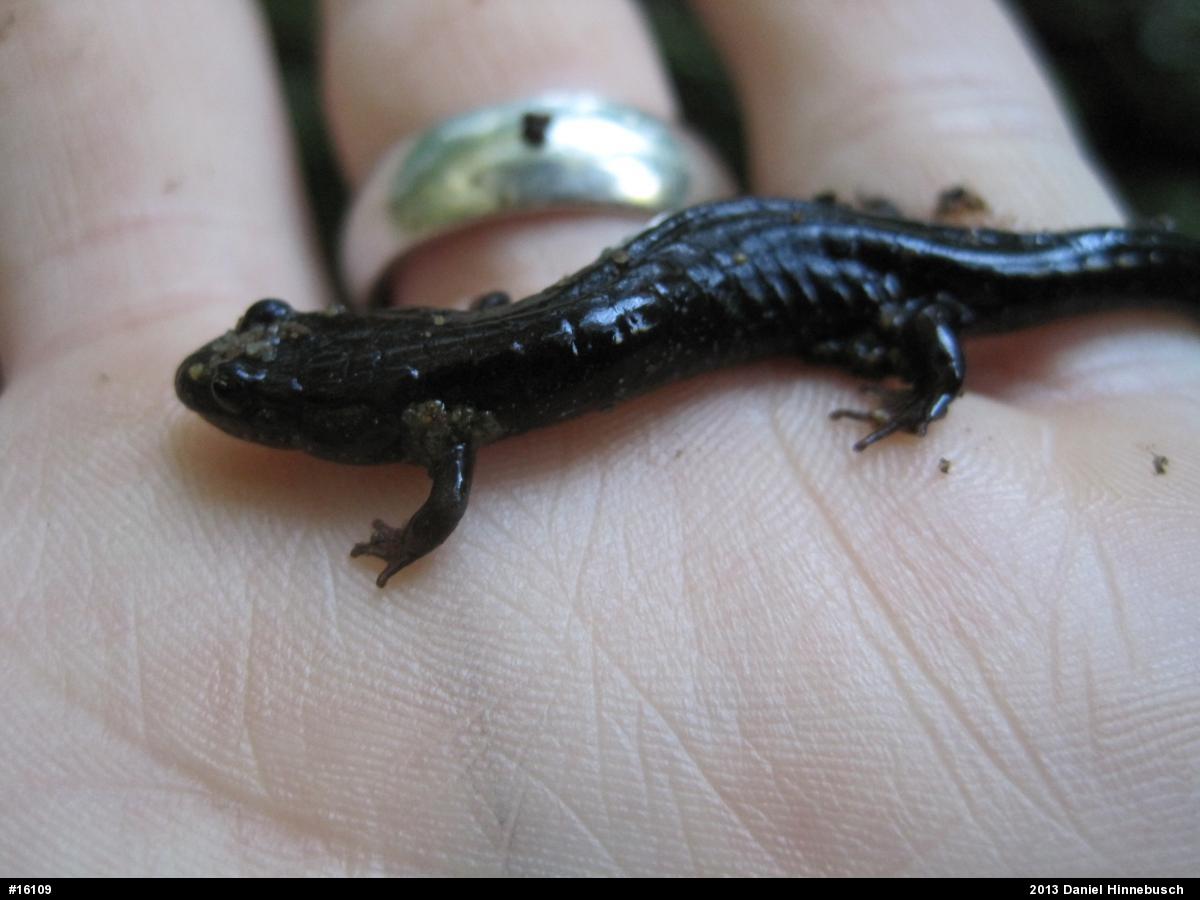 Allegheny Mountain Dusky Salamander