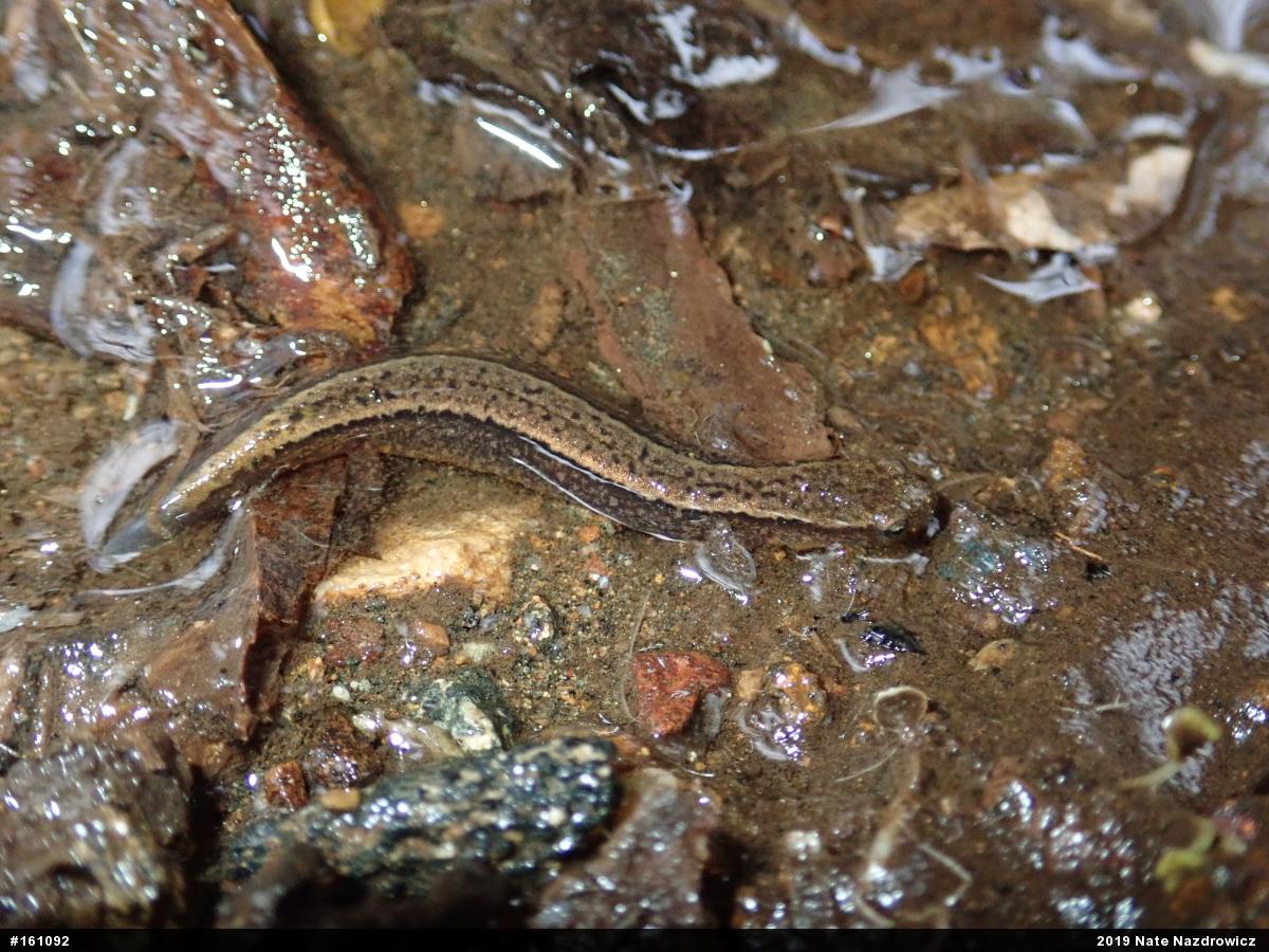 Northern Two-lined Salamander