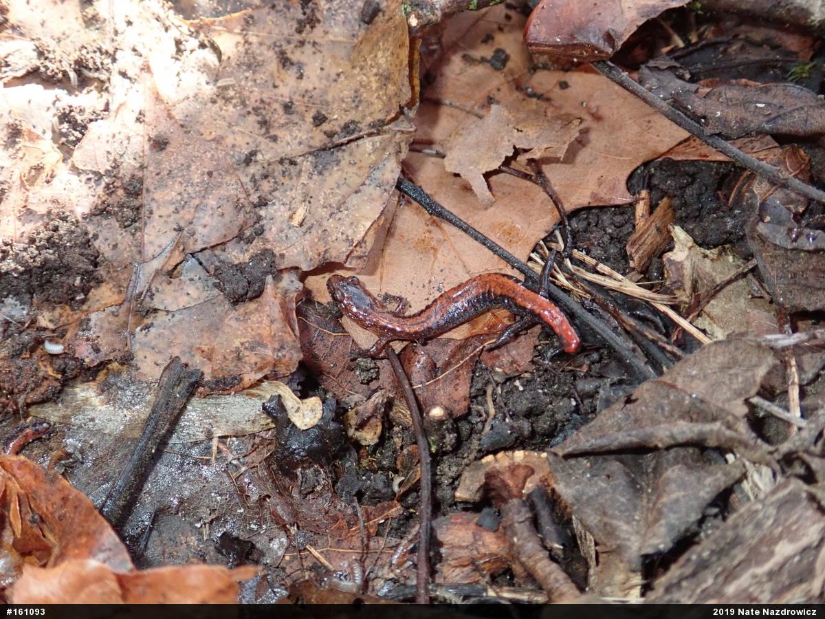 Eastern Red-backed  Salamander