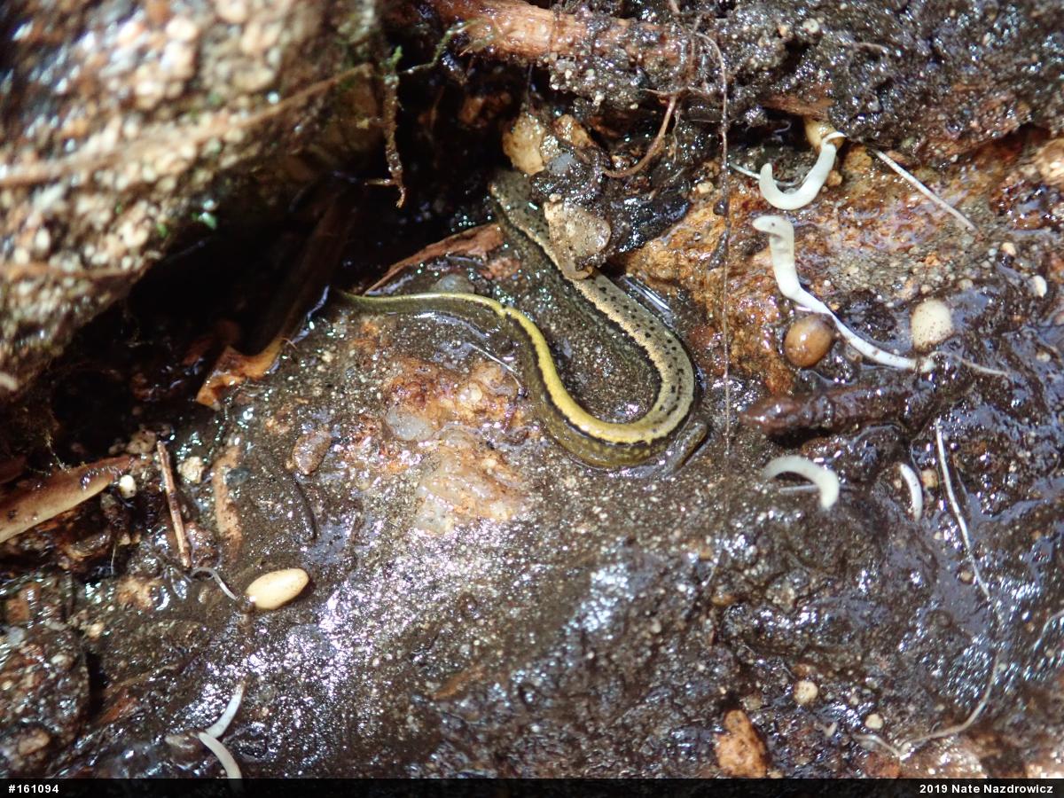 Northern Two-lined Salamander