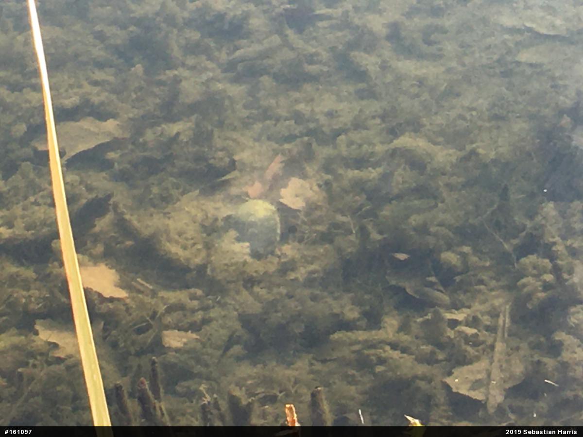 Eastern Musk Turtle