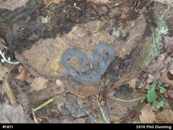 Northern Ring-necked Snake