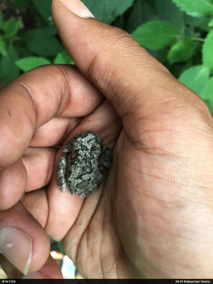 Unknown Gray Treefrog