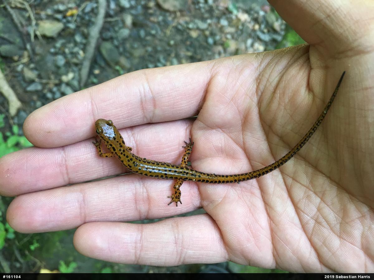 Eastern Long-tailed Salamander
