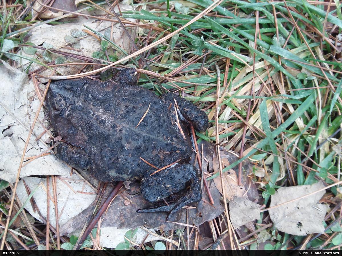 Eastern American Toad