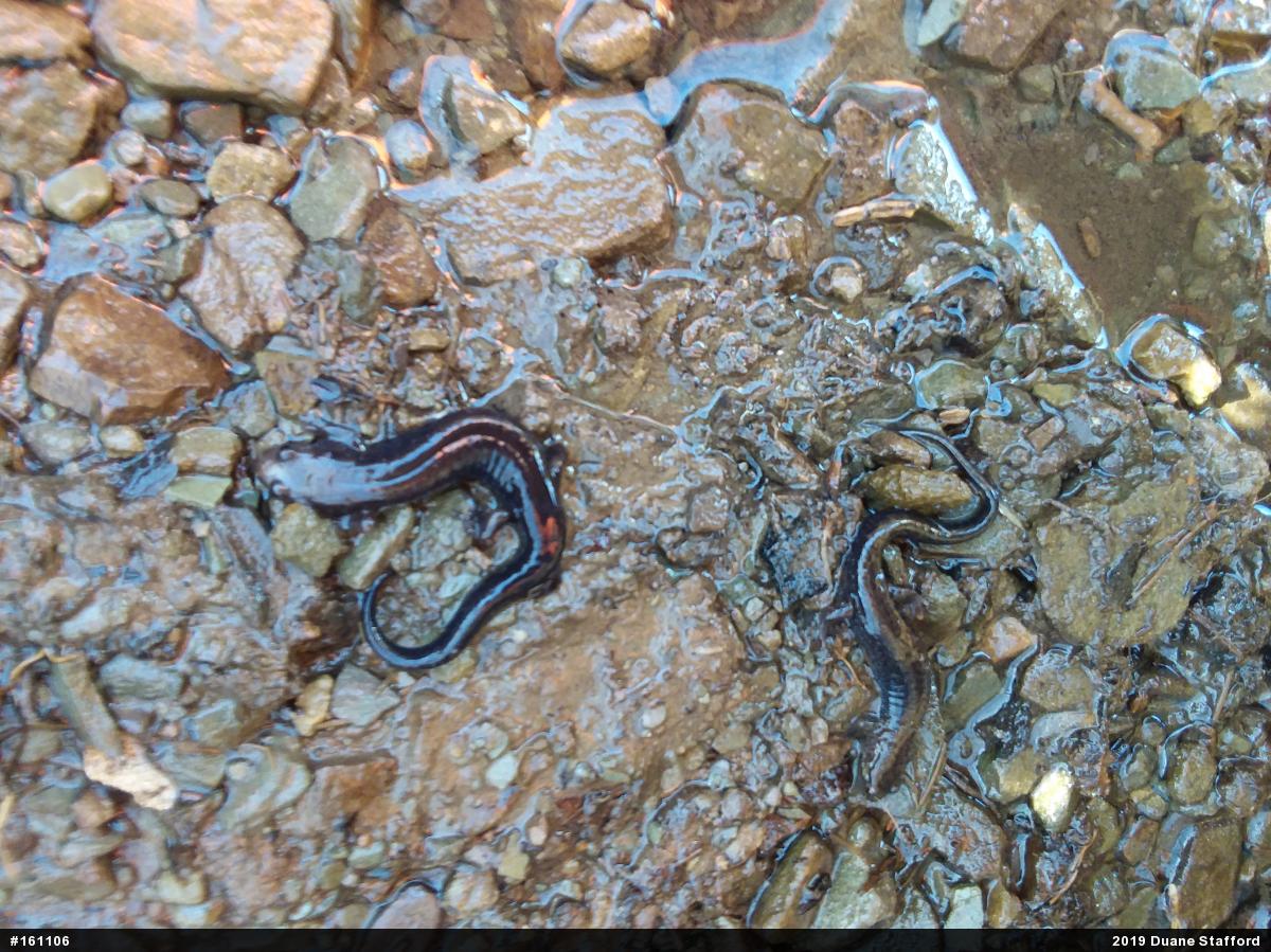 Allegheny Mountain Dusky Salamander