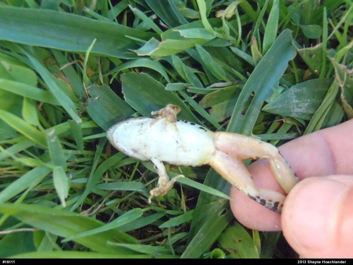 Pickerel Frog