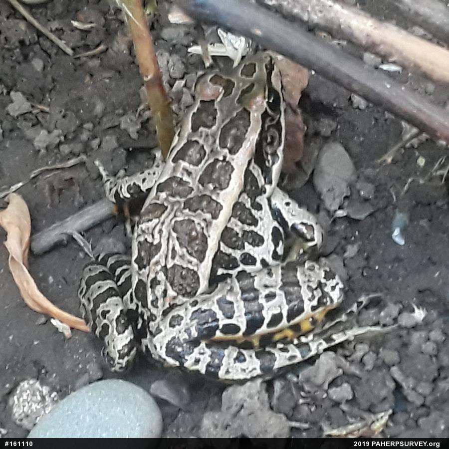 Pickerel Frog