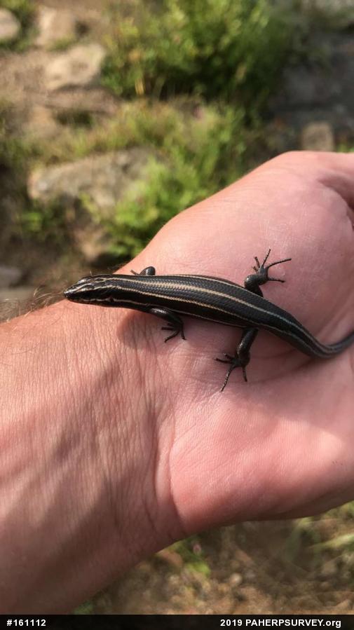 Common Five-lined Skink
