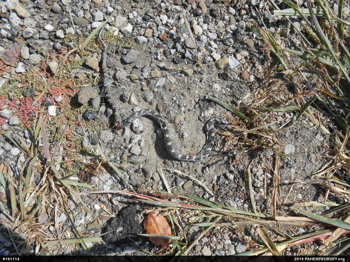 Eastern Ratsnake