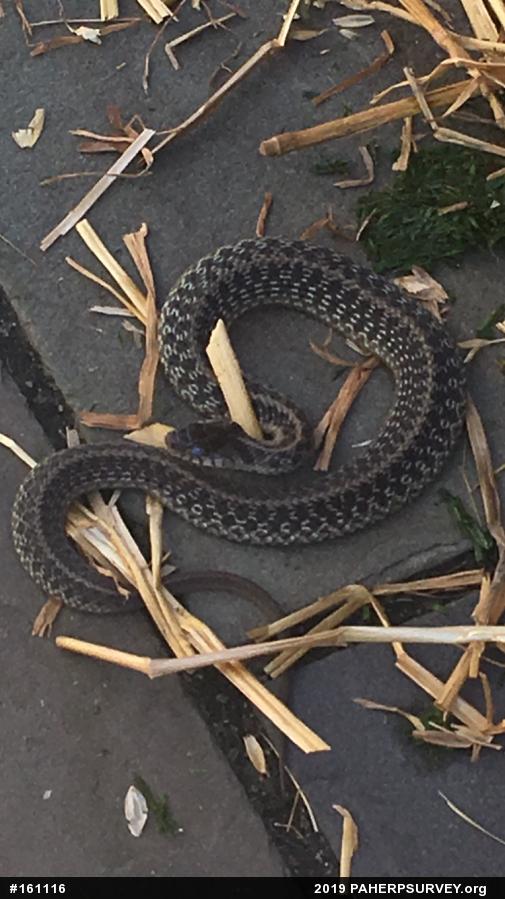 Eastern Gartersnake