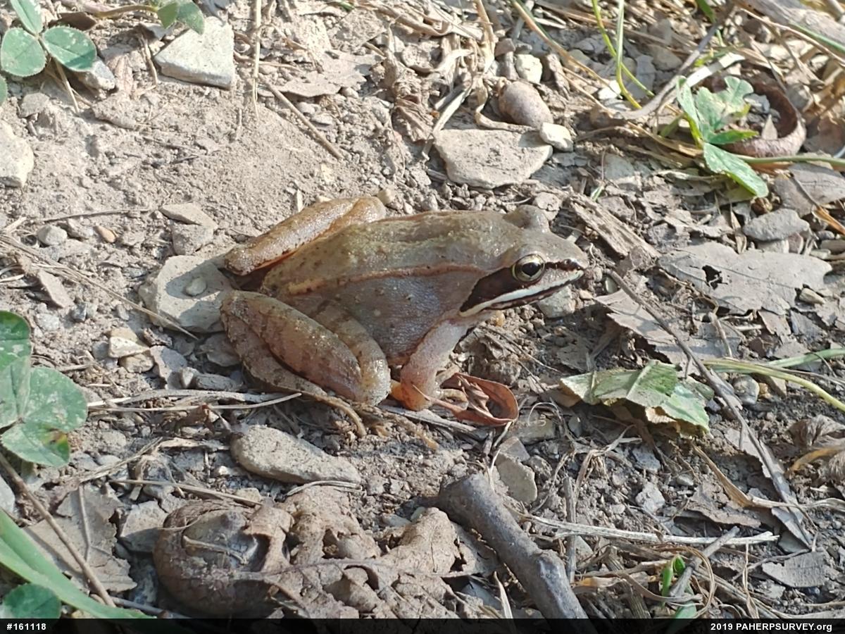 Wood Frog