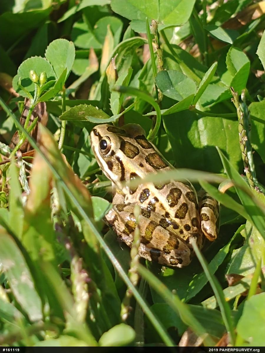 Pickerel Frog