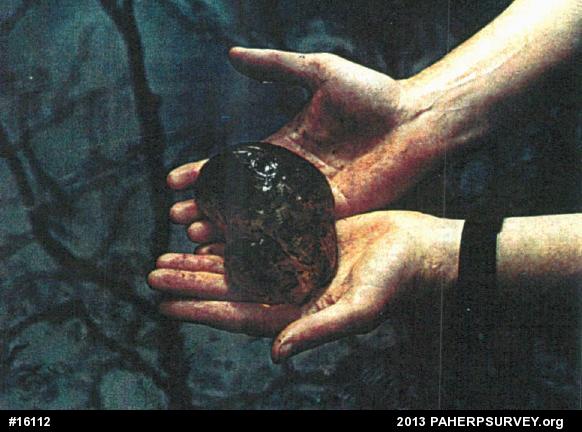 Spotted Salamander