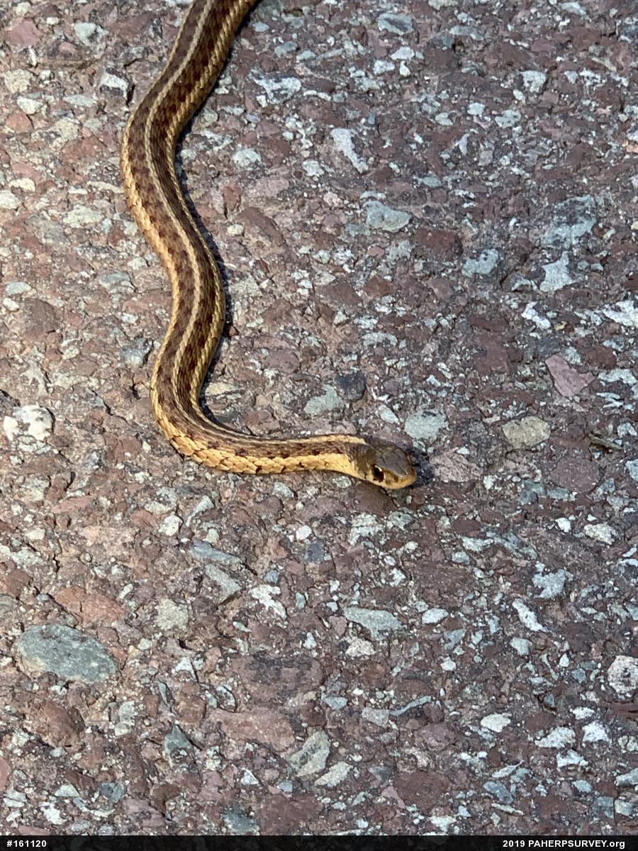 Eastern Gartersnake