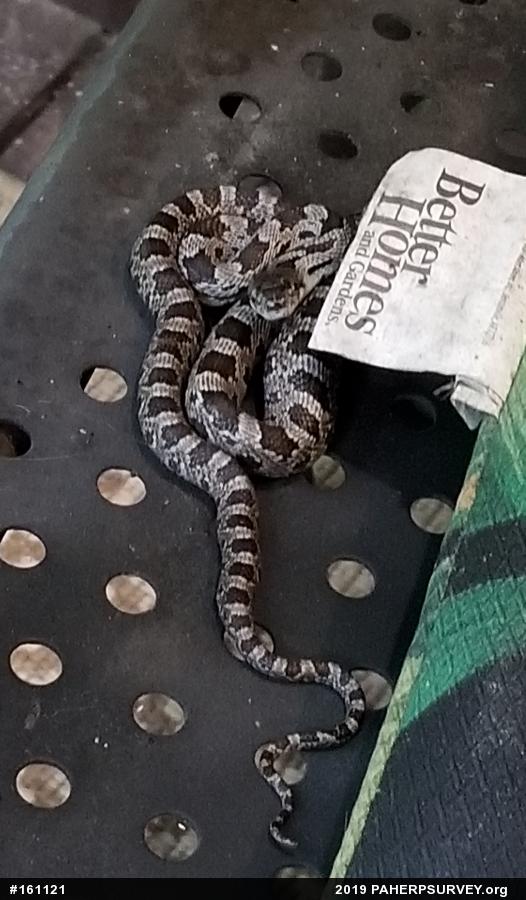 Eastern Ratsnake