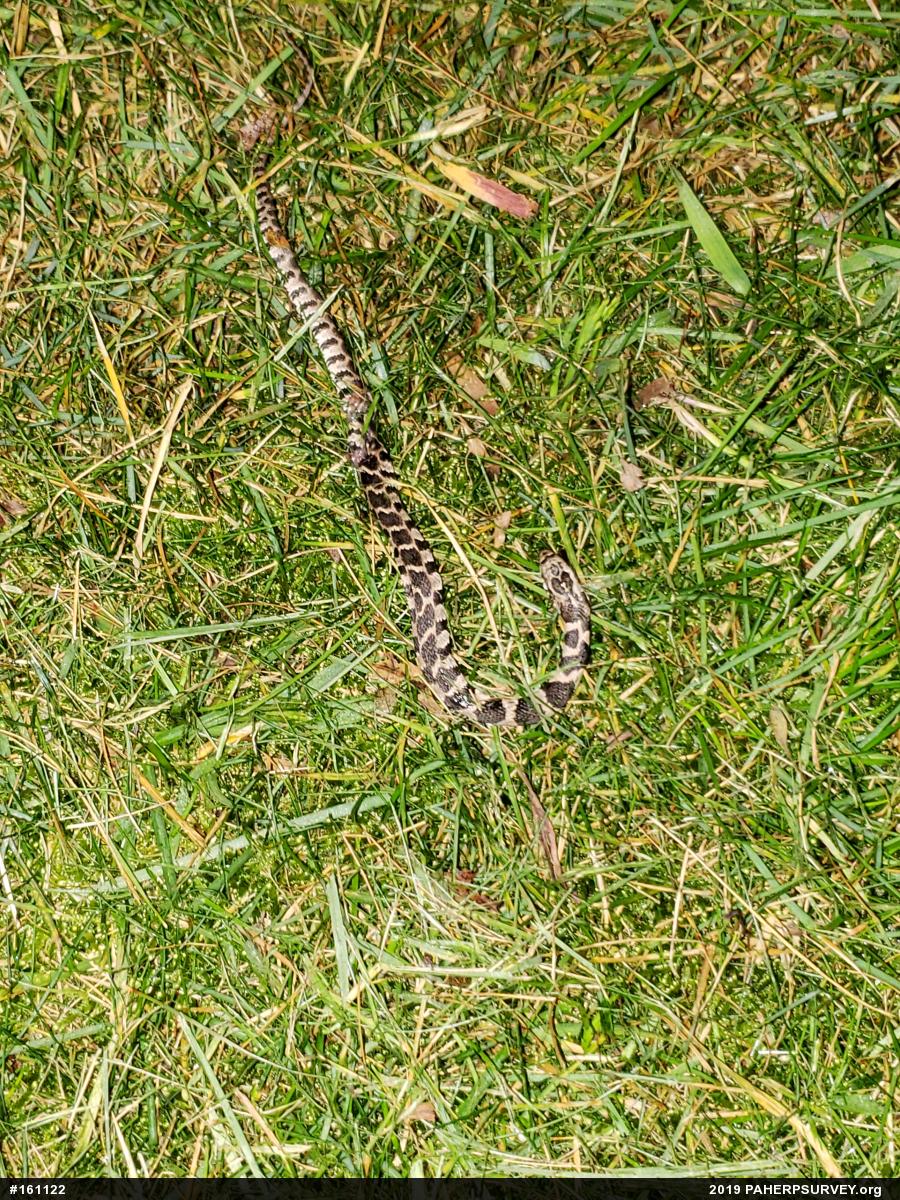 Northern Watersnake