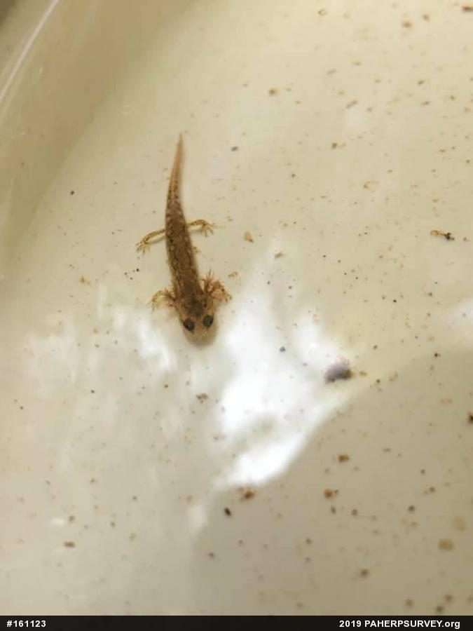 Northern Two-lined Salamander