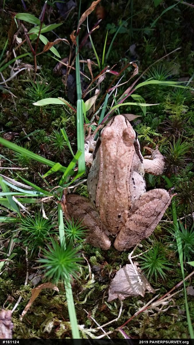 Wood Frog