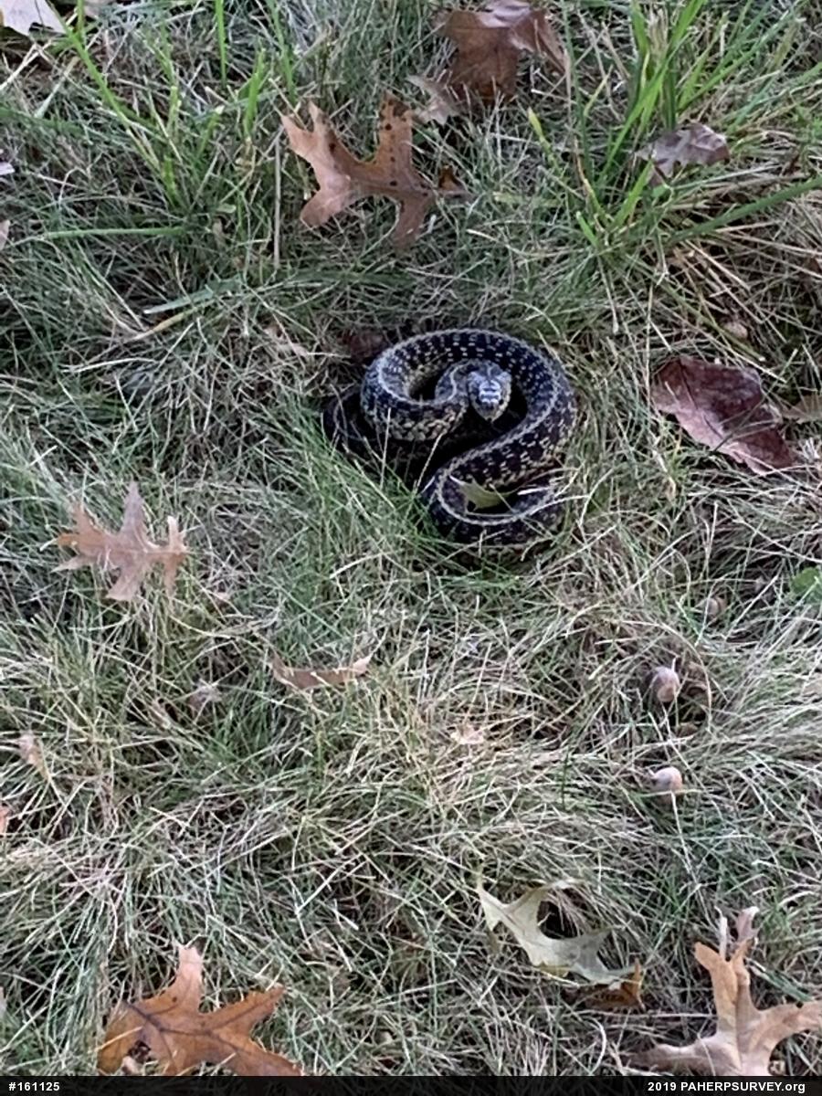 Eastern Gartersnake