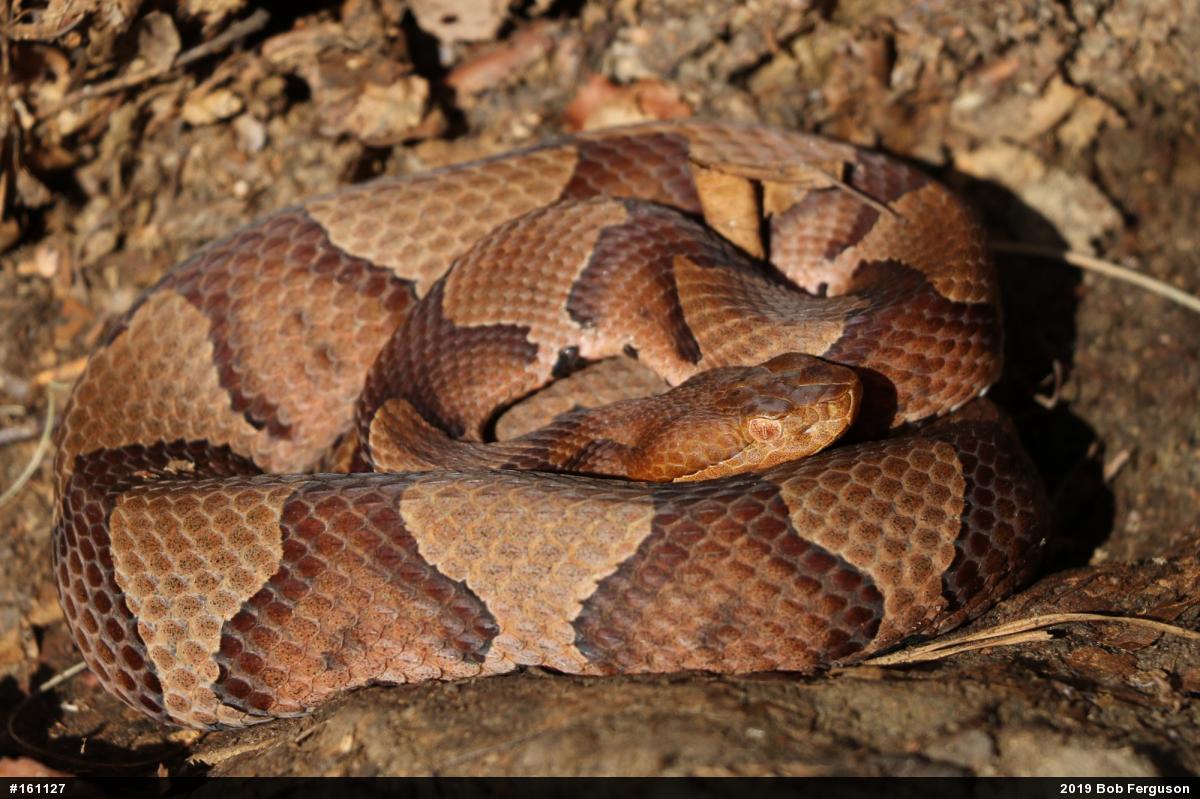 Northern Copperhead