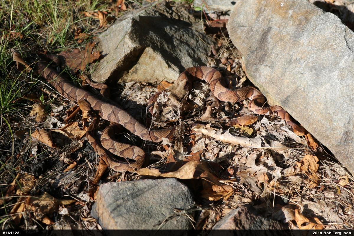 Northern Copperhead