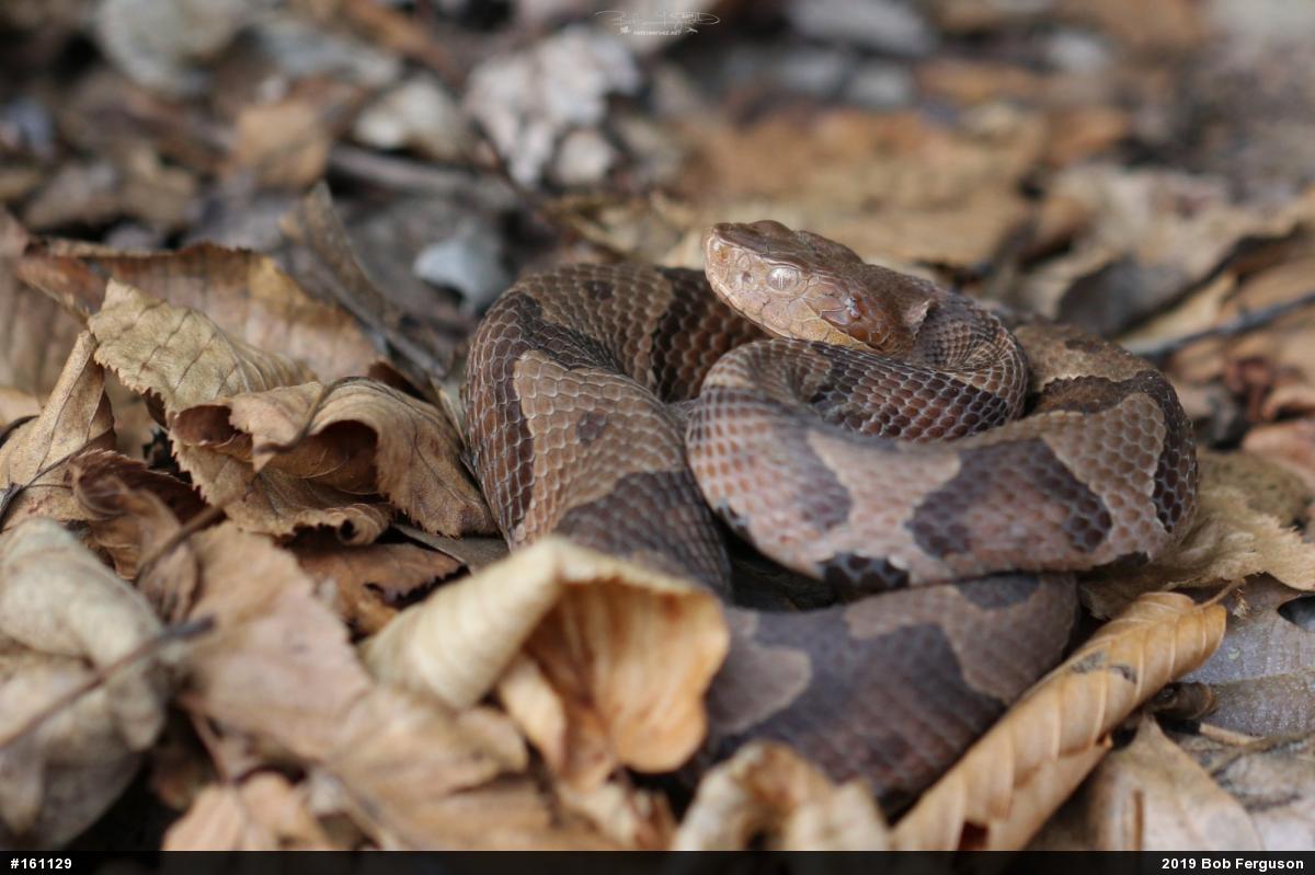 Northern Copperhead